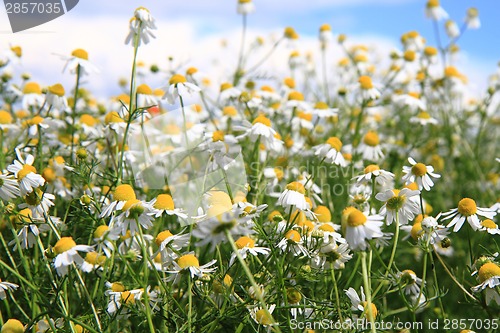 Image of chamomile field 