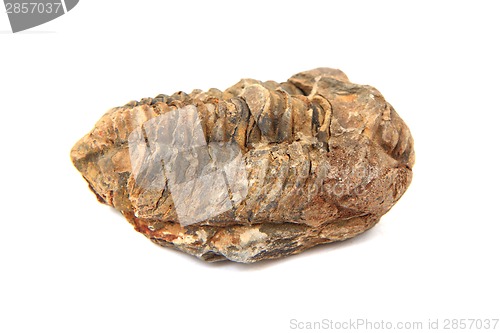 Image of trilobite fossil 