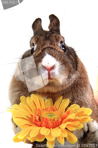 Image of small rabbit and yellow flower 