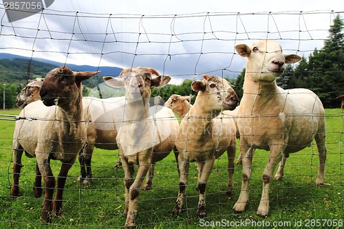 Image of sheeps in the green grass