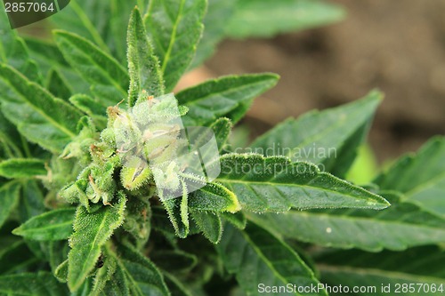 Image of cannabis plant