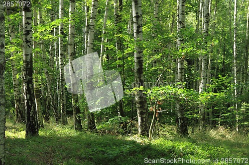 Image of birch forest 