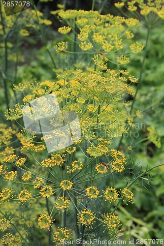 Image of dill flowers 