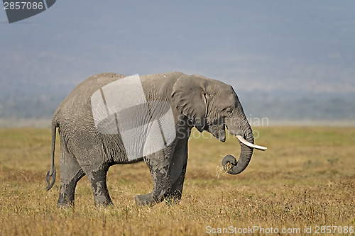 Image of  African Bush Elephant