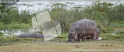 Image of pod of hippopotamuses 