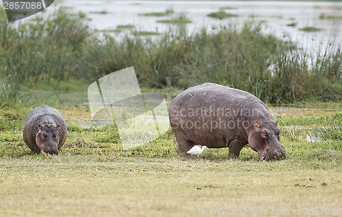 Image of hippopotamuses 