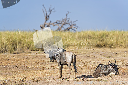 Image of Wildebeests