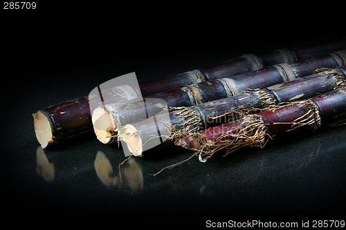 Image of sugar cane