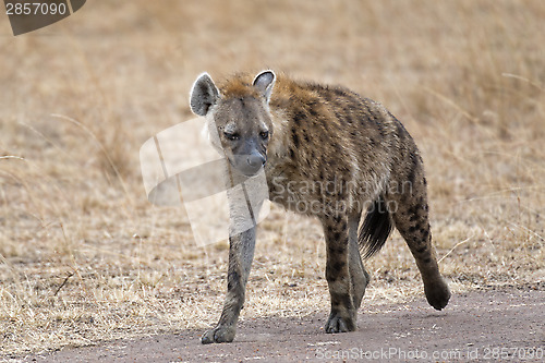 Image of  hyena walking along country road