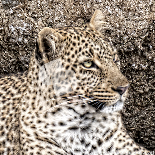 Image of Leopard