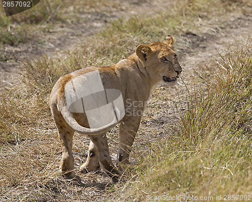 Image of juvenile lion 