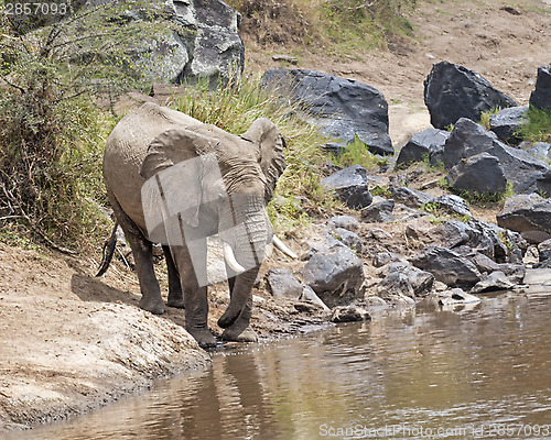 Image of  African Bush Elephant on watering point