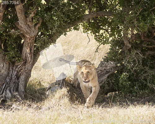 Image of Lion 