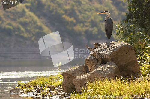 Image of Grey heron