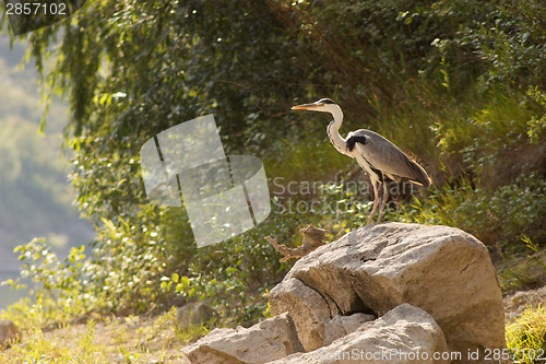 Image of Grey heron