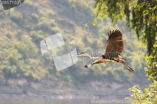 Image of Heron flying