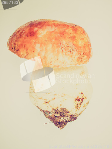 Image of Retro look Porcini Mushroom