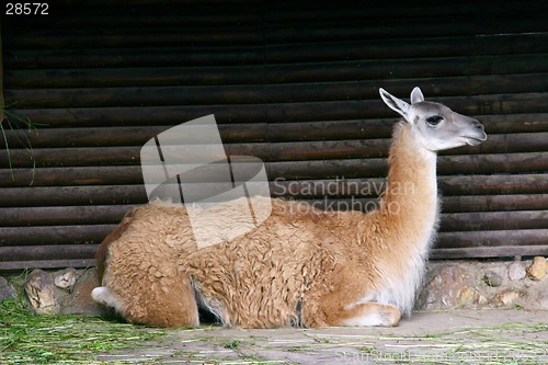 Image of llama