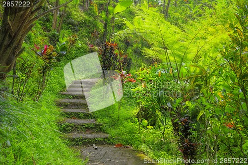 Image of Balinese jungle
