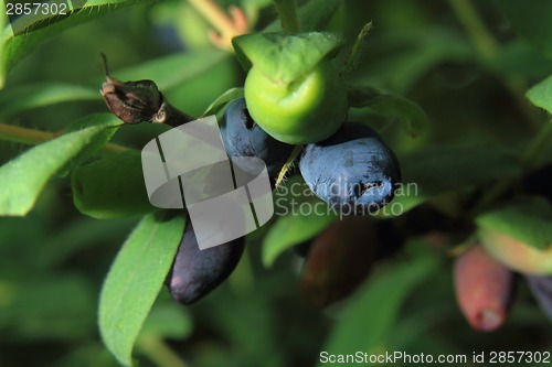 Image of Honeysuckle berries