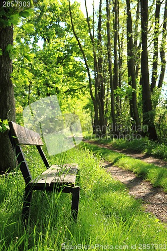 Image of bench in the spring forest