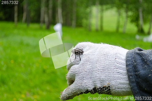 Image of ergates faber on white gloves 