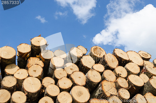 Image of large pile of pine logs on blue sky background 