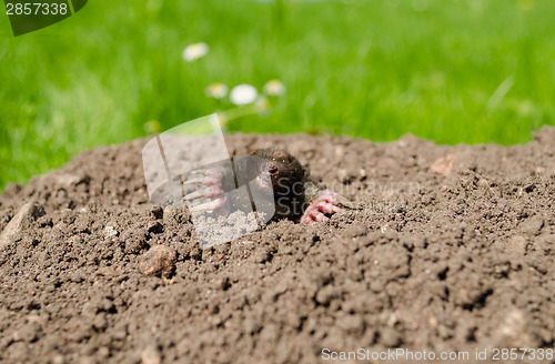 Image of mole snout and claws sticking out of the molehill 