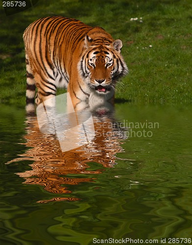 Image of Tiger in Water