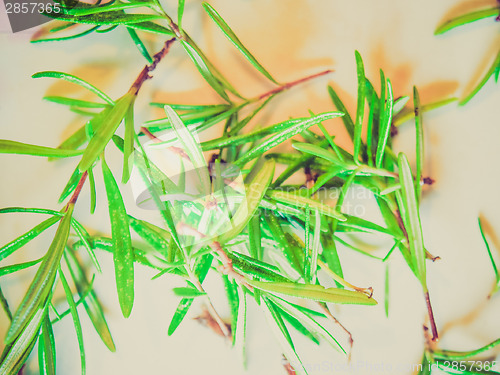 Image of Retro look Rosemary