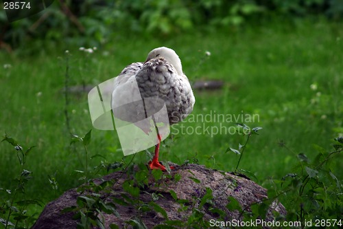 Image of sleeping mallard