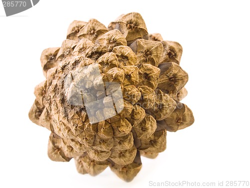 Image of Pine cone