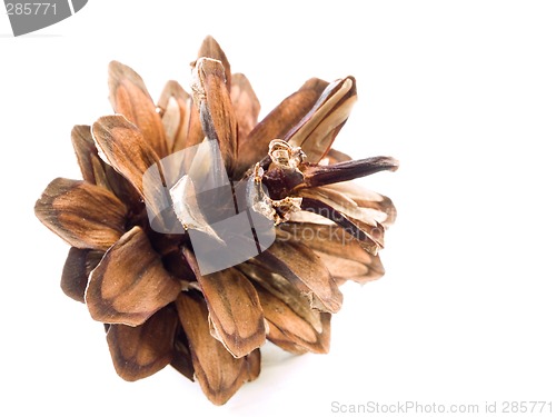 Image of Pine cone