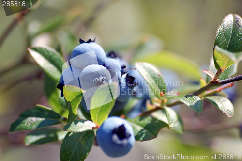 Image of Wild Blueberries (Vaccinium myrtilloides)
