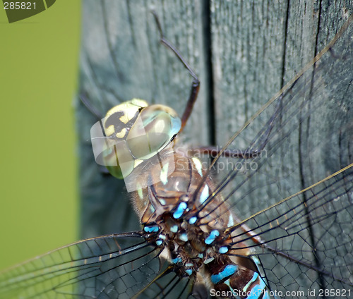 Image of Dragonfly