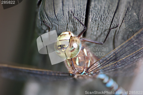Image of Dragonfly