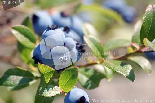 Image of Wild Blueberries (Vaccinium myrtilloides)