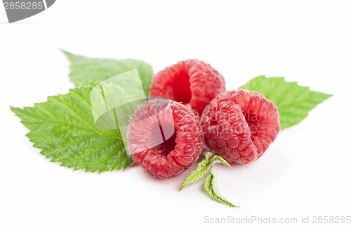 Image of Several red roses