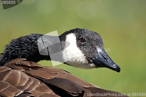 Image of Canada Goose