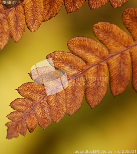 Image of Dying Fern