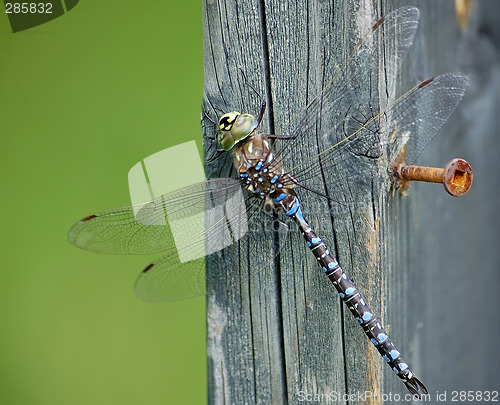 Image of Dragonfly