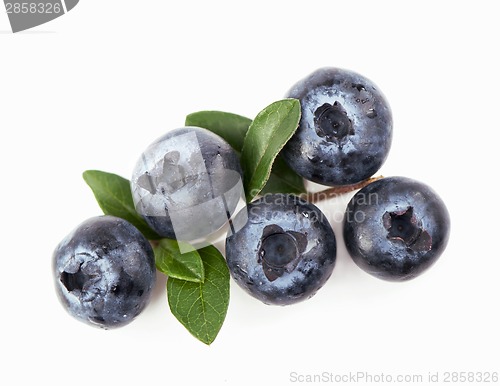 Image of Mature bilberry