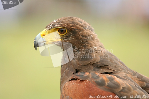 Image of Predator bird