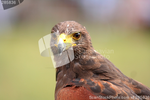 Image of Predator bird