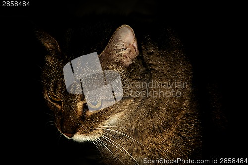 Image of portrait of a cat at night