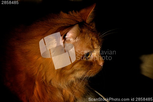 Image of portrait of an orange cat at night