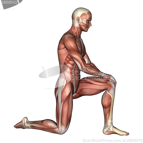 Image of Male Anatomy Figure