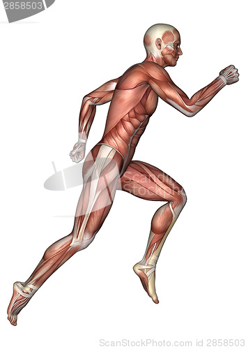 Image of Male Anatomy Figure