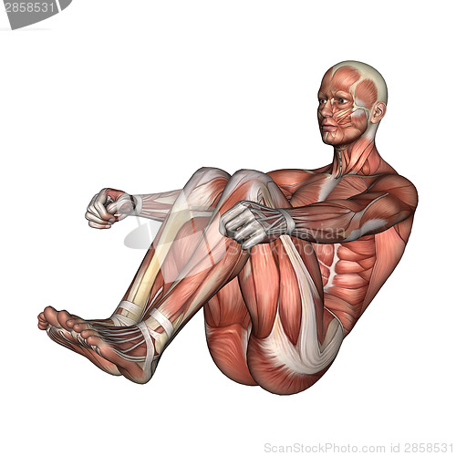 Image of Male Anatomy Figure