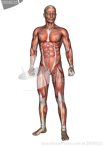Image of Male Anatomy Figure